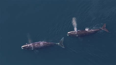 north atlantic right whale strategy